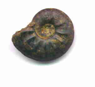 Ammonit aus Mistelgau